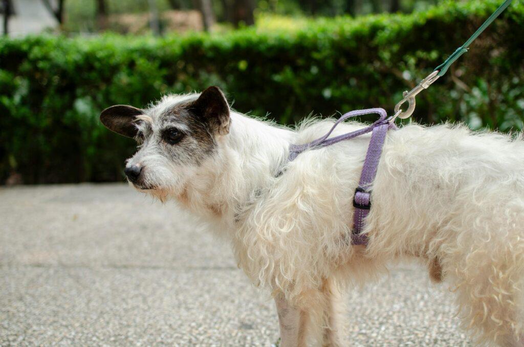 Dog wearing no-pull harness during outdoor walk