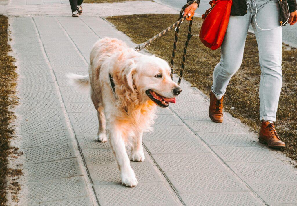 Dog walking calmly on loose leash beside owner during training session
