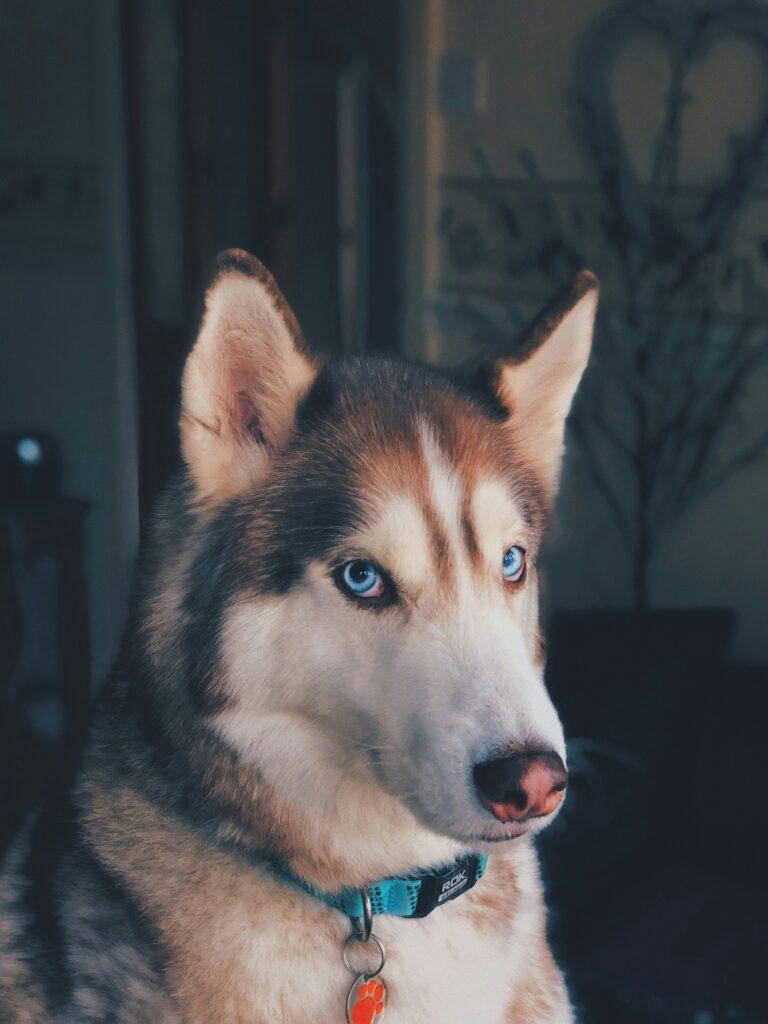 Husky dog wearing collar with Apple AirTag holder during escape tracking test