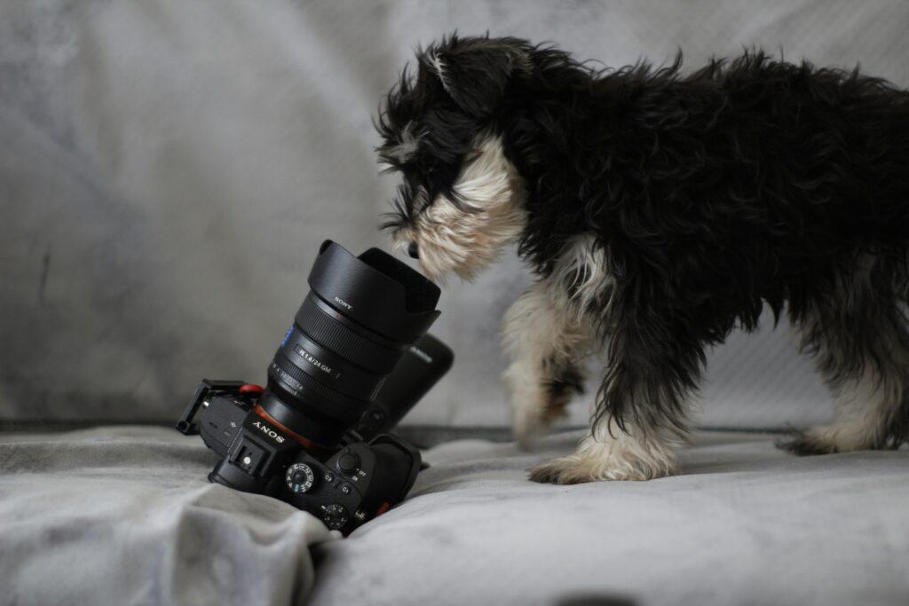 Anxious dog being monitored via home camera during owner absence