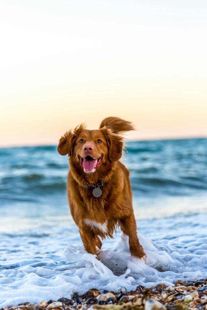 Adventure dog wearing GPS tracker collar during outdoor hike