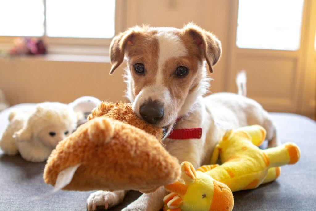 Large dog chewing on durable rubber toy designed for power chewers
