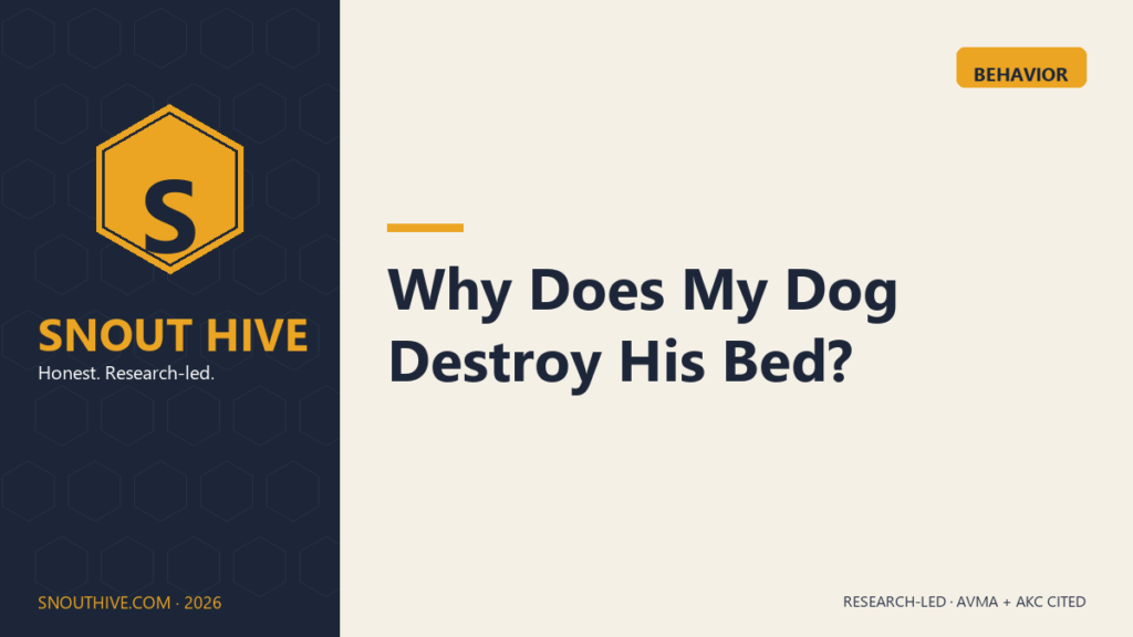 Snout Hive featured — Why Does My Dog Destroy His Bed