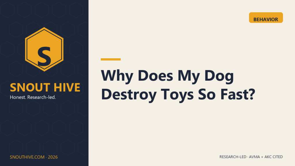 Snout Hive featured — Why Does My Dog Destroy Toys So Fast