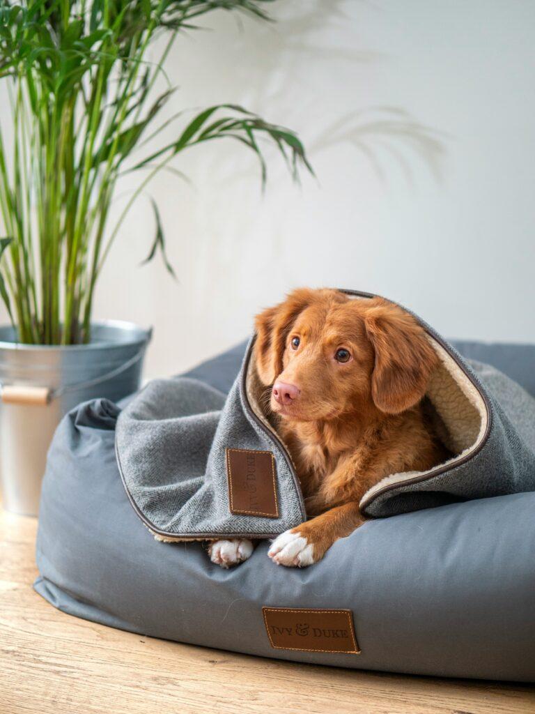Small dog resting calmly on orthopedic bed in living room corner