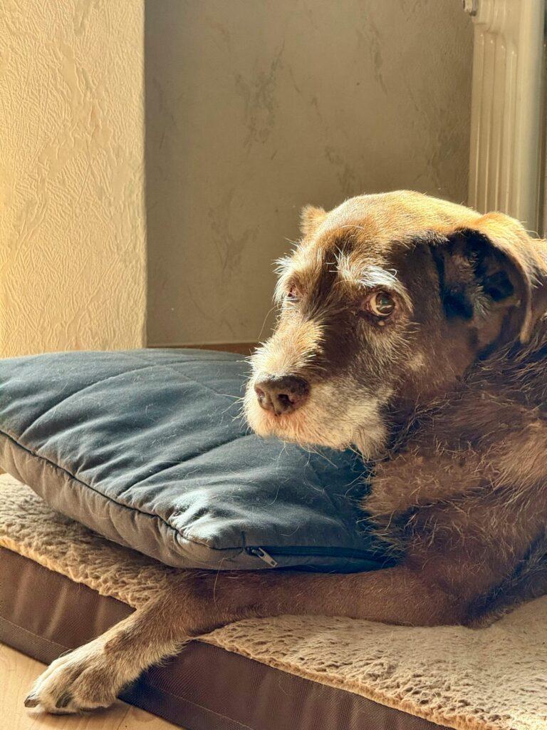 Senior large breed dog resting peacefully on orthopedic dog bed