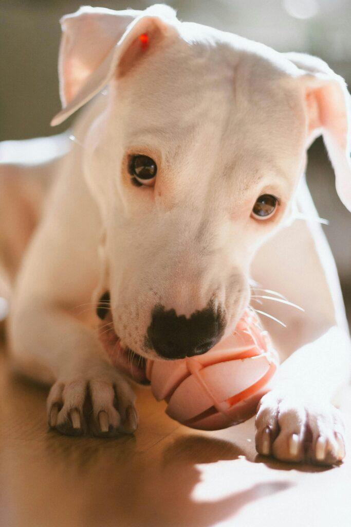 Strong-jawed dog chewing on indestructible toy