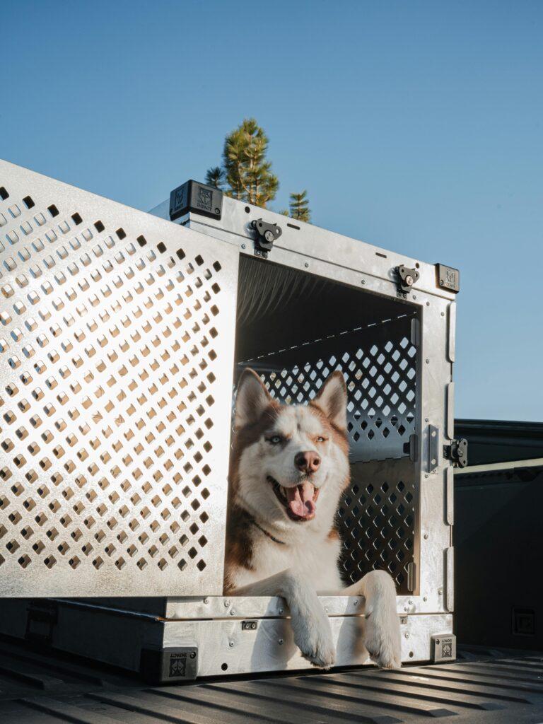 Anxious dog peering out from inside wire crate