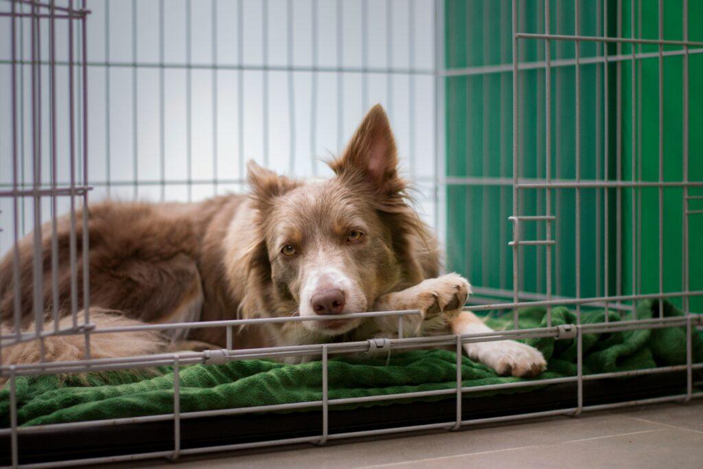 Brown Border Collie resting calmly inside wire crate during anxiety training