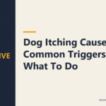 Dog Itching Causes: 12 Common Triggers & What To Do