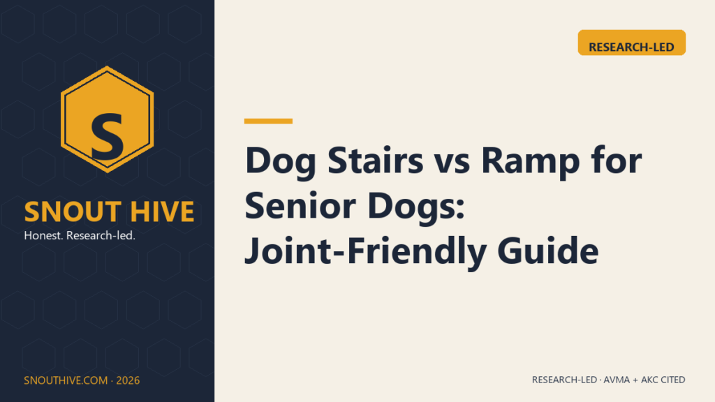 Dog Stairs vs Ramp for Senior Dogs: Joint-Friendly Guide