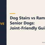 Dog Stairs vs Ramp for Senior Dogs: Joint-Friendly Guide
